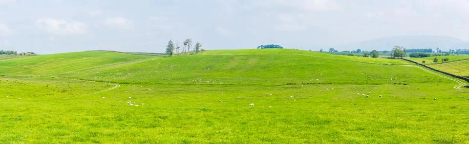Panorama open fields and Blue Skies in the Summertime Stock Photos