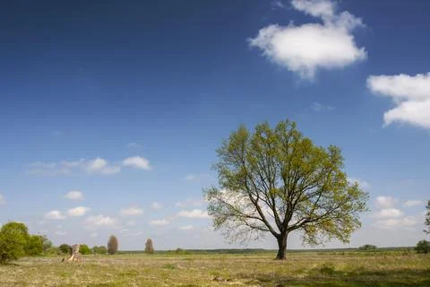 Panorama of an open space with a single tree in the meadow Stock Photos