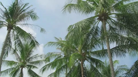 Panorama of palm branches 스톡 동영상 310797786