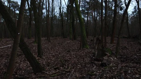 Panorama panning in mixed forest in winter without snow Video stock 123978829