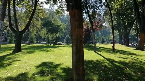 Panorama in the park with the shadows of the trees and the sun Stock Footage 143763879