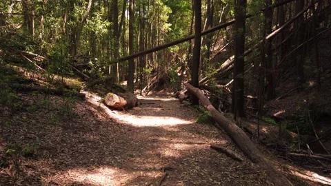 Panorama From a path in a forest surrounded by trees Stock Footage 155934716