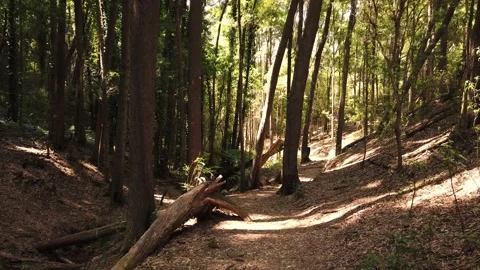 Panorama From a path in a forest surrounded by trees Stock Footage 155934765