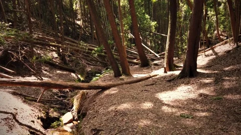 Panorama From a path in a forest surrounded by trees Stock Footage 155934794