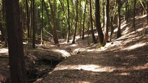 Panorama From a path in a forest surrounded by trees Stock Footage 155934815