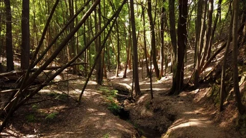 Panorama From a path in a forest surrounded by trees Stock Footage 155934816