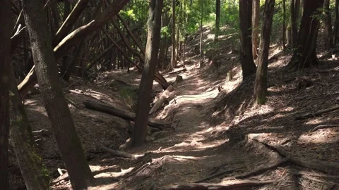 Panorama From a path in a forest surrounded by trees Stock Footage 155934830