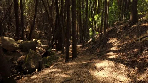 Panorama From a path in a forest surrounded by trees Stock Footage 155934832