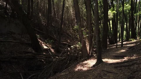 Panorama From a path in a forest surrounded by trees Stock Footage 155934875