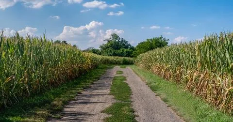 Panorama of path in rural landscape with distant trees Фото