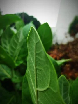 Panorama Stock Photos