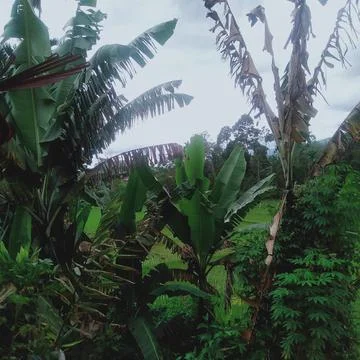 Panorama Stock Photos