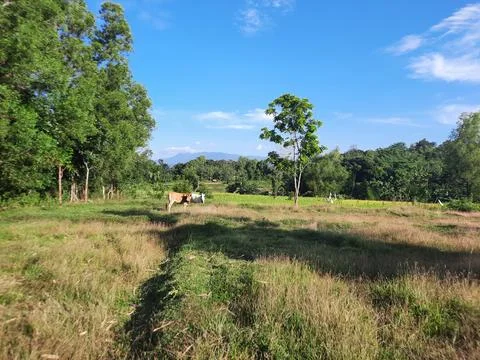 Panorama Stock Photos