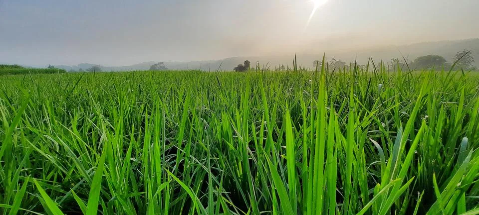 Panorama Stock Photos