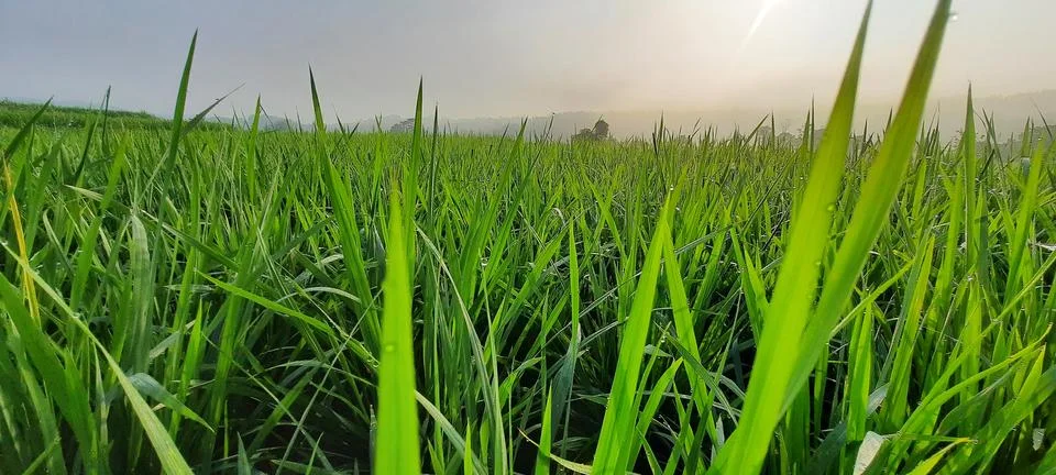 Panorama Stock Photos