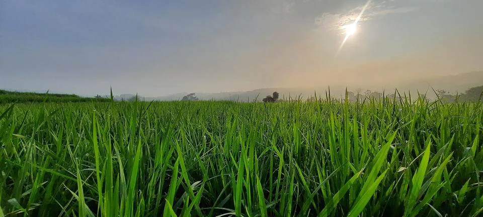 Panorama Stock Photos