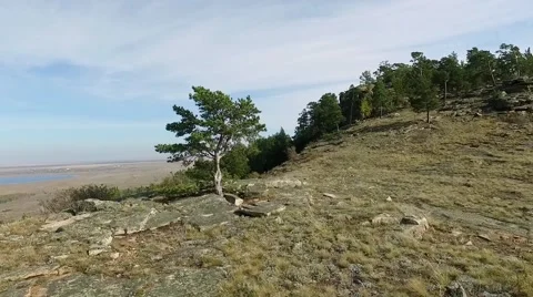 Panorama with a pine Stock Footage 68785240