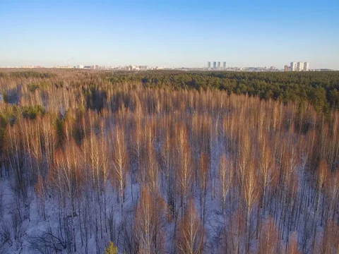 Panorama of pine forest and  city on horizon in winter aerial view 스톡 동영상 77074929