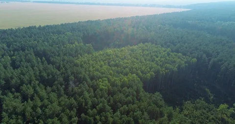 Panorama of pine forest, flight over the old pine forest Stock Footage 103380699