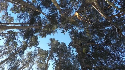 Panorama in the pine forest. Stock Footage 72457263