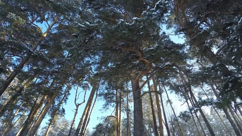 Panorama in the pine forest. Stock-Footage 72458319