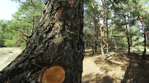 Panorama of  pine forest, movement across the trunk Stock-Footage 48060295