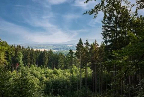Panorama of the pine forest in summer Stock Photos