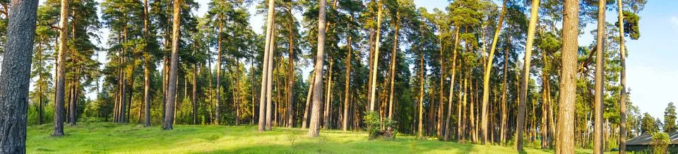 Panorama of pine forest trunks Stock-Fotos