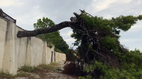 Panorama of a pine grows through the walls on the seashore Vidéo 81096233