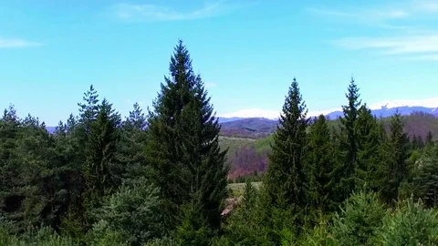 Panorama of pine tree forest on a beautiful day Stock Footage 76157440