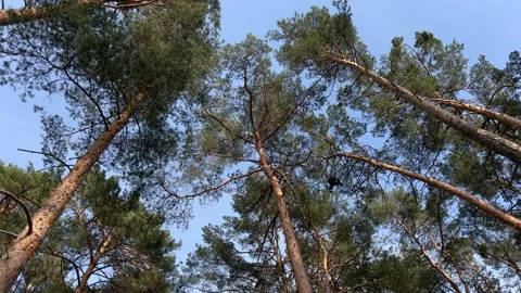 Panorama Pine Trees In The Forest Stock Footage 240321600