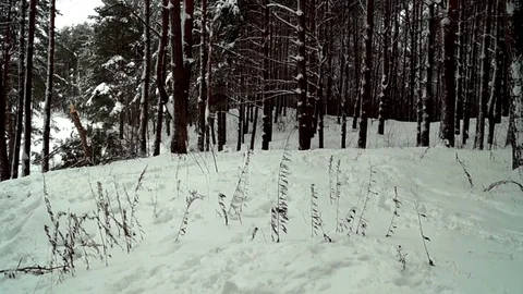 Panorama of pine trees in a snowy forest Stock Footage 71624730