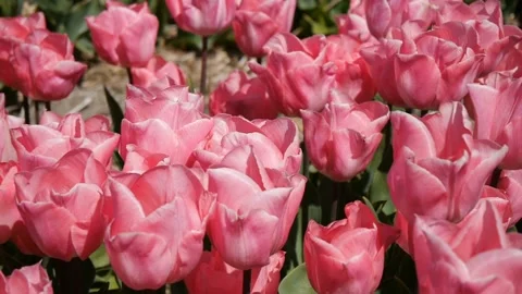 Panorama of pink tulips. Close-up. Stock Footage 100290339