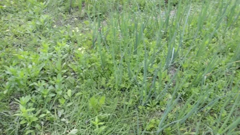 Panorama of planted vegetables in a garden plot Stock Footage 155349724