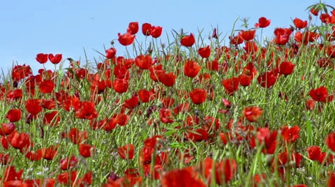 Panorama of Poppy Field Stock Footage 24691141