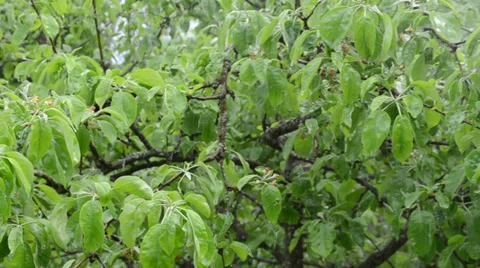 Panorama of rain water drops fall on decidious tree twig leaves Stock Footage 39707470