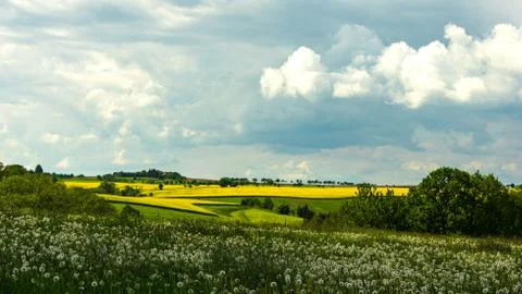 Panorama of rape seed fields and dandelion meadow Stock Photos