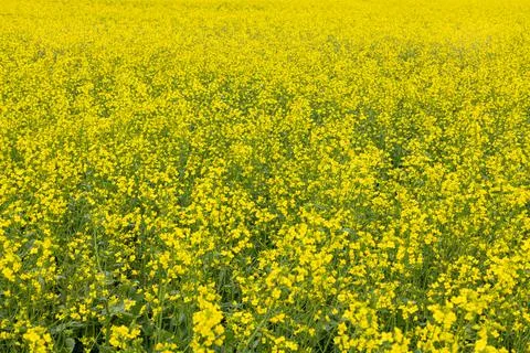 Panorama of rapeseed fields in the countryside . Stock Photos