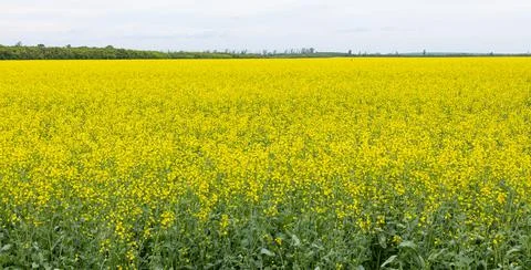 Panorama of rapeseed fields in the countryside . Stock Photos