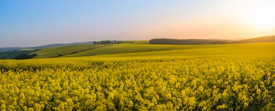 Panorama of rapeseed fields at sunset Stock Photos
