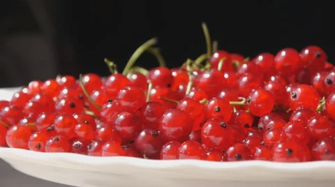 Panorama Of Red Currant On Black Background Stock Footage 65214632