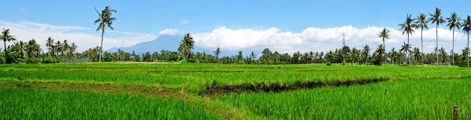 Panorama from rice field landscape on Java island, Indonesia Fotos de archivo