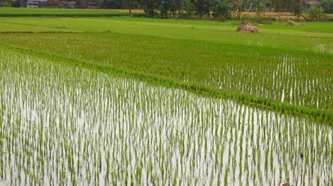 Panorama of rice fields Stock Footage 22142163