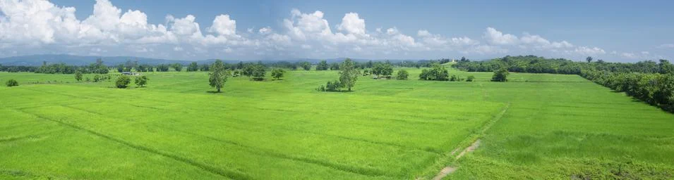 Panorama of rice fields Stock Photos