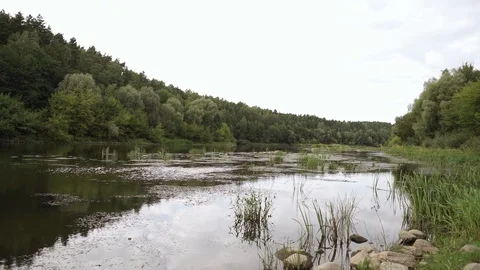 Panorama of the river in the forest Stock Footage 125756117