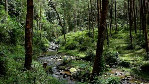 Panorama of a river in the middle of a pine forest Video stock 297651070