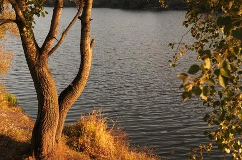 Panorama of the river through the trees at sunset. Stock Photos