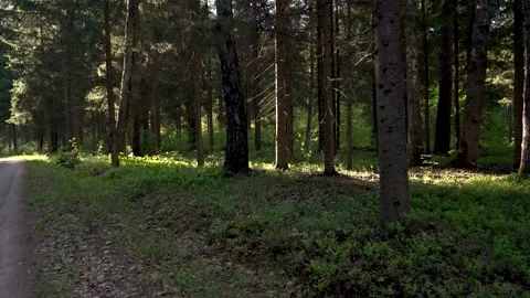 Panorama of a road through a forest , Russia in summer. Stock Footage 156571906
