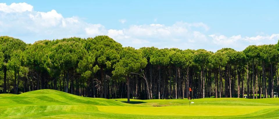 Panorama of a row of pine trees in the background and a flag above the hole and Stock Photos