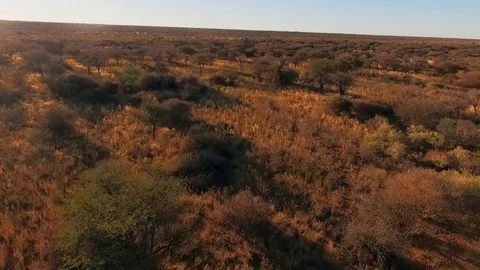 Panorama of the savannah of Namibia and the sky at sunset. Stock Footage 77506880